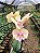 Orquídea Phalaenopsis Amarelo com Rosa - Imagem 4