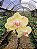 Orquídea Phalaenopsis Amarela 01 - Imagem 1