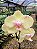 Orquídea Phalaenopsis Amarela 01 - Imagem 2