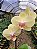 Orquídea Phalaenopsis Amarela 01 - Imagem 3