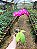 Orquídea Phalaenopsis Rosa 05 - Imagem 3