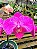 Orquídea Phalaenopsis Rosa 05 - Imagem 1