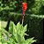 Cana-da-india ou Canna Indica vermelha - Imagem 2