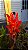 Cana-da-india ou Canna Indica vermelha - Imagem 5