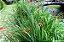 Kit com 5 Bulbos da Estrela-de-fogo - Crocosmia × crocosmiiflora - Imagem 3