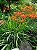 Kit com 5 Bulbos da Estrela-de-fogo - Crocosmia × crocosmiiflora - Imagem 4