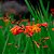 Kit com 5 Bulbos da Estrela-de-fogo - Crocosmia × crocosmiiflora - Imagem 2