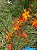 Kit com 5 Bulbos da Estrela-de-fogo - Crocosmia × crocosmiiflora - Imagem 6