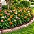 Lantana - Cores Sortidas - Imagem 2
