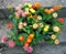 Lantana - Cores Sortidas - Imagem 3