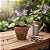 Kit com 5 Mudas de Barleria Cristata - Imagem 3