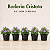 Kit com 5 Mudas de Barleria Cristata - Imagem 1