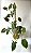Filodendro - Philodendron Camposportoanum - Imagem 1
