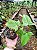 Filodendro - Philodendron Camposportoanum - Imagem 2