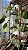 Filodendro - Philodendron Camposportoanum - Imagem 5