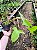 Filodendro - Philodendron Camposportoanum - Imagem 3