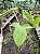 Filodendro - Philodendron Camposportoanum - Imagem 4