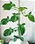Filodendro - Philodendron Camposportoanum - Imagem 6