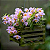 Dendrobium Loddigesii - Imagem 4