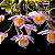 Dendrobium Loddigesii - Imagem 6