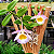 Dendrobium Loddigesii - Imagem 7