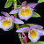 Dendrobium Loddigesii - Imagem 1