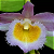 Dendrobium Loddigesii - Imagem 8