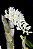 Dendrobium Secundum Albo - Imagem 2