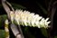 Dendrobium Secundum Albo - Imagem 1