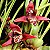 Maxillaria Tenuifolia (Orquidea Coco) - Imagem 1