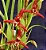 Orquidea Coco - Maxillaria Tenuifolia (Perfumada) - Imagem 4