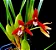 Orquidea Coco - Maxillaria Tenuifolia (Perfumada) - Imagem 2