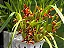 Orquidea Coco - Maxillaria Tenuifolia (Perfumada) - Imagem 1