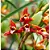Orquidea Coco - Maxillaria Tenuifolia (Perfumada) - Imagem 5