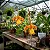 Orquídea Oncidium Papilio - Psychopsis Papilio - Imagem 2