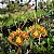 Orquídea Oncidium Papilio - Psychopsis Papilio - Imagem 4