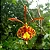 Orquídea Oncidium Papilio - Psychopsis Papilio - Imagem 1