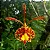 Orquídea Oncidium Papilio - Psychopsis Papilio - Imagem 3