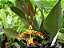 Psychopsis Papilio (Ex Oncidium Papilio) - Imagem 3