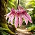 Orquídea Bulbophyllum Eberhardtii - Imagem 1