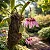 Orquídea Bulbophyllum Eberhardtii - Imagem 2