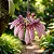 Orquídea Bulbophyllum Eberhardtii - Imagem 4