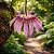 Orquídea Bulbophyllum Eberhardtii - Imagem 3