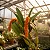 Orquídea Bulbophyllum Elassonotum - Imagem 1