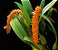 Bulbophyllum Elassonotum - Imagem 3