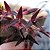 Bulbophyllum Tremulum - Imagem 1