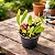 Bulbophyllum Tremulum - Imagem 1