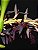 Bulbophyllum Tremulum - Imagem 1