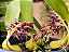 Bulbophyllum Tremulum - Imagem 3