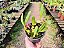 Bulbophyllum Tremulum - Imagem 2